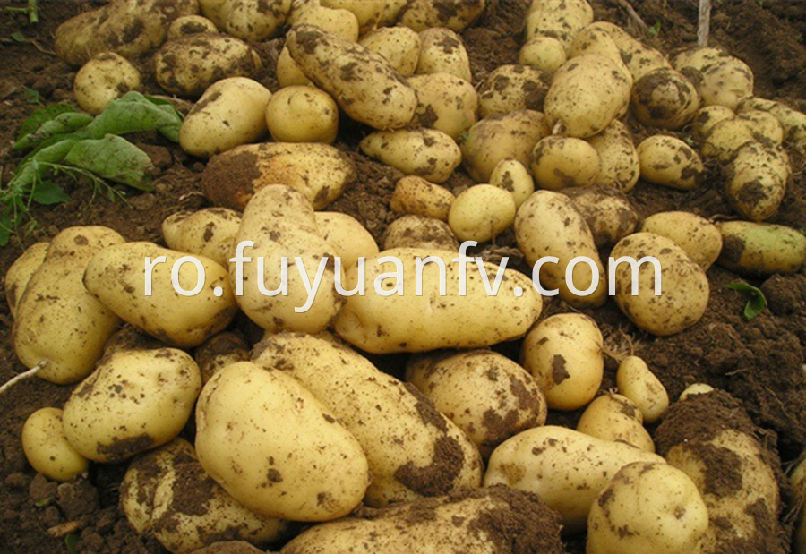 healthy potato